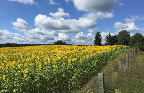 Rosi Comfortable holiday residence - Foto 17