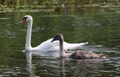 Hildchen Comfortable holiday residence - Foto 11