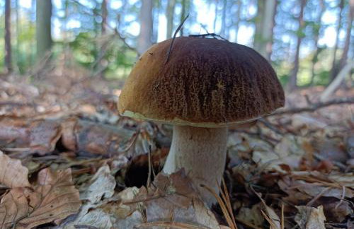 Ostoja nad Gilem - Foto 37