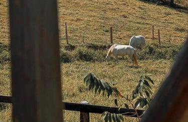 Cabanas do Paiol Texas Cabin Toledo MG - Foto 38