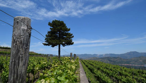 Vini Gambino Winery Tour - Foto 2