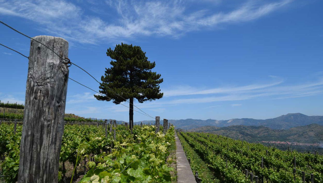 Vigneti della cantina