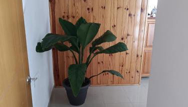 vv Manorosa - Foto 4