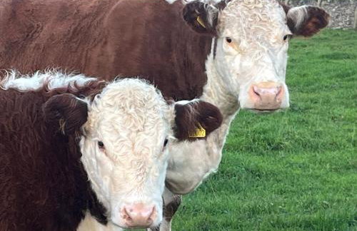 Waterside Cottages - Foto 8