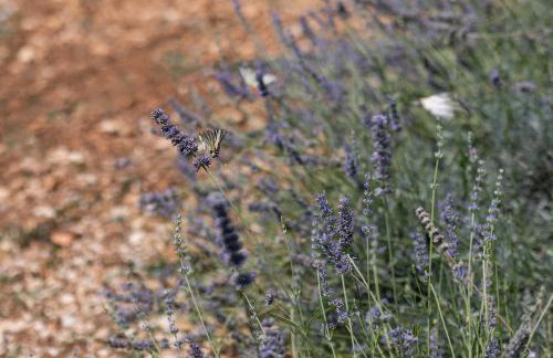 Villa Brachia - Photo 49