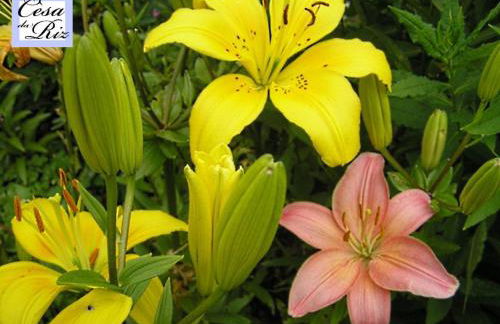 Cesa da Riz - Foto 31