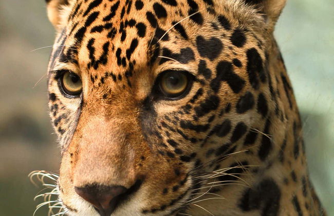 Visita guiada por Ecopark - Foto 9