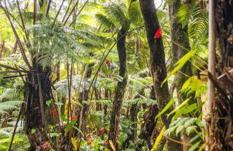 Pahoehoe- Hale Kumu La'au at Volcano - Photo 19