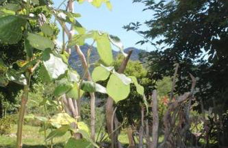 L'abri cévenol - Foto 14