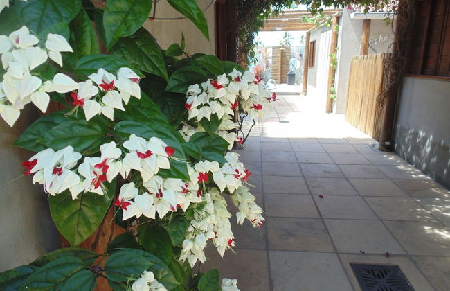 Chalé Palhano Beach Milagres - Foto 48