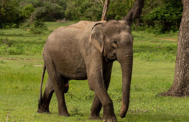 Naturehawks Safari Villa Yala - Foto 17