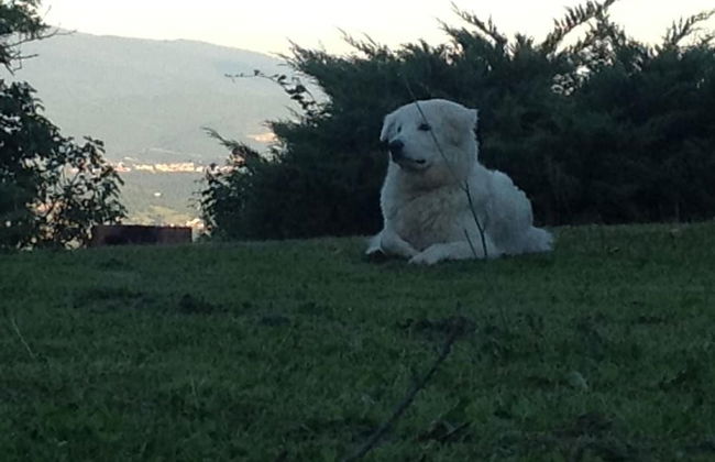 B&B da Ronald...a Pian del Papa - Foto 34