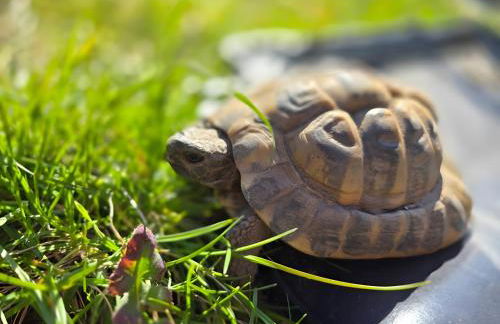 La petite ferme de Fine - Photo 15