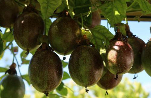 RiaEncontros- Villa T4 junto Ria e Pinhal - Foto 33