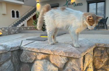 Haris Suites - Photo 16