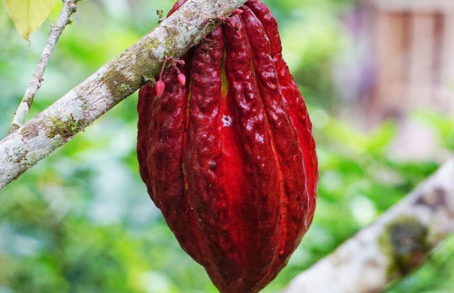 Day Trip to a Cocoa Farm - Photo 5