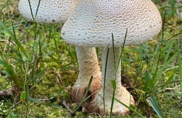 Home in the Heart of W.V. Adventure Country! - Photo 47