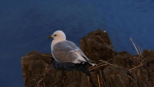 Ferienhäuser Zum Höft 44 - Foto 3