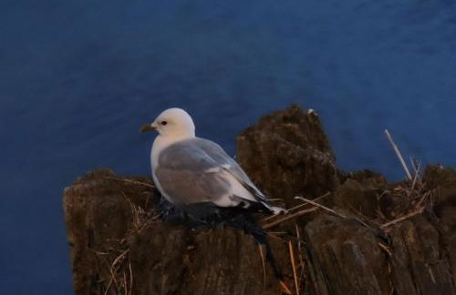 Ferienhäuser Zum Höft 44 - Foto 3