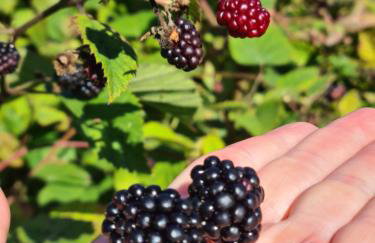 Wolfsgrund 14 - Foto 22