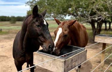 Modern Farmstay Cabin with Friendly Animals, Pond Views & Nature Trails Near Cedar Creek, Texas - Photo 33