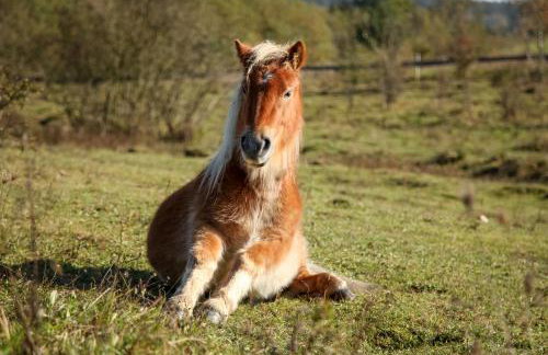 Uroczysko Deresze - Foto 73