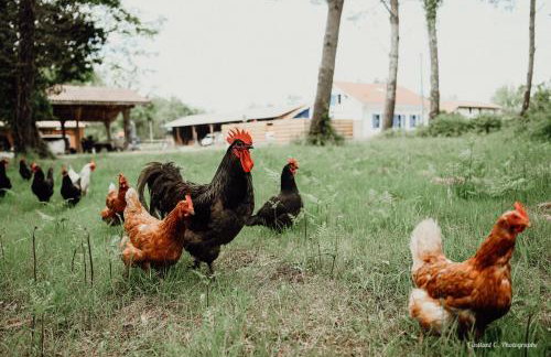 La Maison de Marie - Photo 42