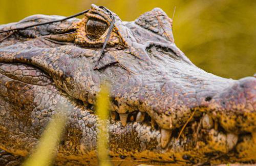 Pousada São João - Estrada Parque Pantanal - Photo 29