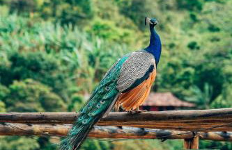 Apt Flat 210 Condomínio Pedra do Rodeadouro - Foto 19