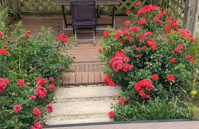 Gîte LA BRUGUE avec piscine à 5 mn d'ALBI - Foto 12