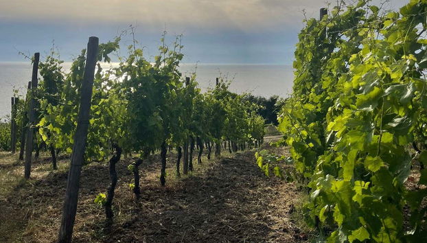 Explore the vineyards in this winery in Paestum