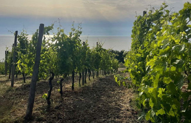 Visita a una cantina di Paestum - Foto 4