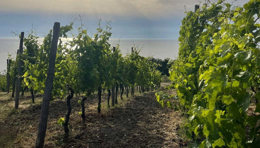 Paestum Farm Tour - Photo 3, Explore the vineyards
