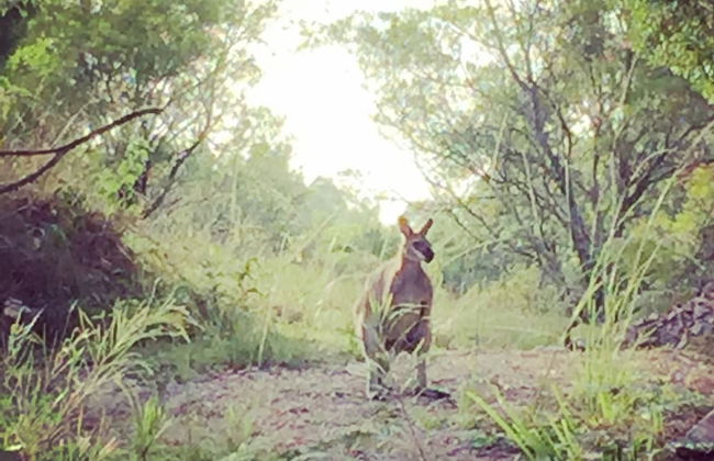 Bluegums Cabins Barrington Tops - Photo 65