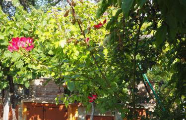 Medusa Gorgon - Photo 6