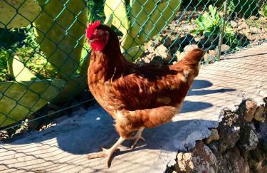 Casita La Rosa - Foto 54