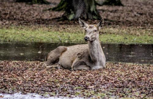 Apartament w Puszczy Białowieskiej - Foto 21