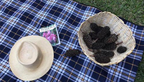 Palheirinho da Camélia - Foto 4