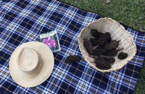 Palheirinho da Camélia - Foto 4