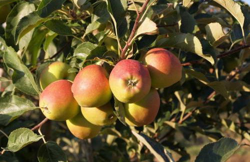 Casa Dona Maria - Armamar Douro - Foto 37