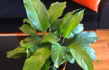 Denia Deluxe Chillout Experience - Foto 44