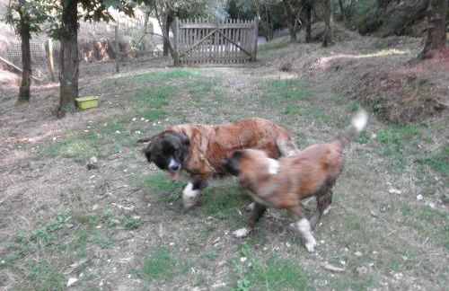 Casa Velha - Foto 21