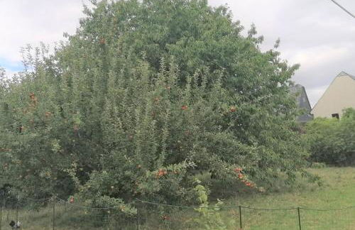 Weidenblick - Foto 16