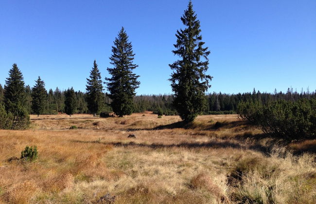 FeWo Waldheimat - Foto 20