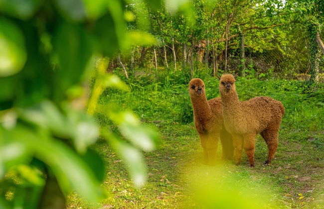 Alya Kartepe Villa Hotel - Foto 60