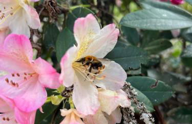 Camp Koose - Foto 20