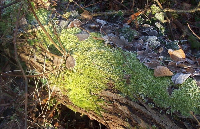 Holiday Apartment Kirchhoff - Foto 28