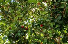 Villa Palace Fernandes with Jacuzzi - Foto 27