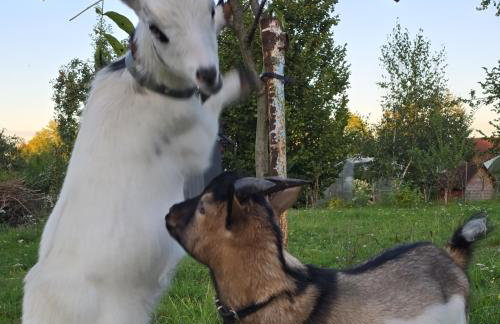 Agroturystyka Nad Stawem - Foto 9