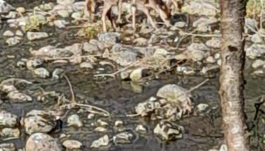 Riverside Pod, West Highland Way Holidays - Foto 4